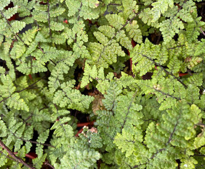 Cheilanthes lanosa 